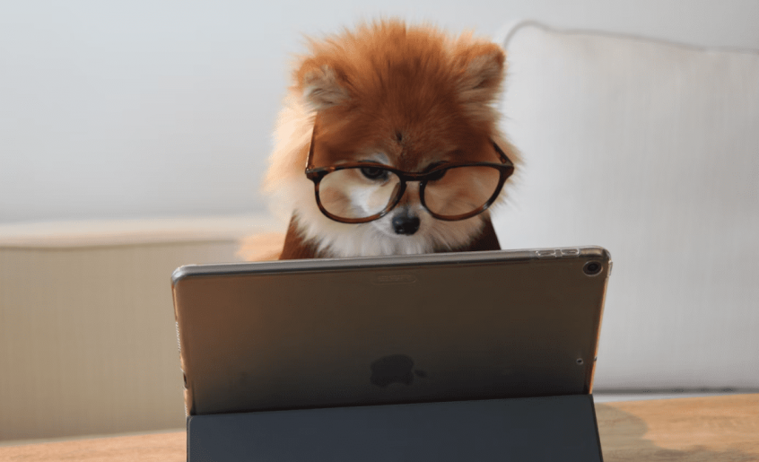 пёс за планшетом с доступом к удаленному рабочему столу